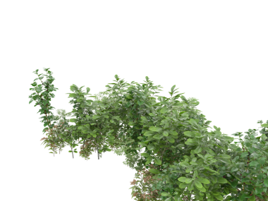 Beyaz arkaplanda izole edilmiş yeşil ağaç yaprakları