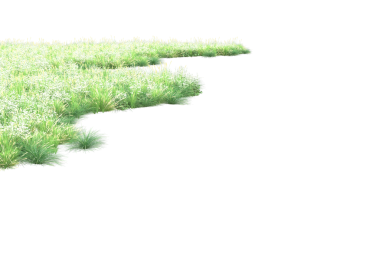 Beyaz arkaplanda izole edilmiş bir bitkinin yeşil yaprakları