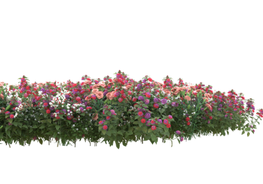 Bahçedeki güzel çiçekler