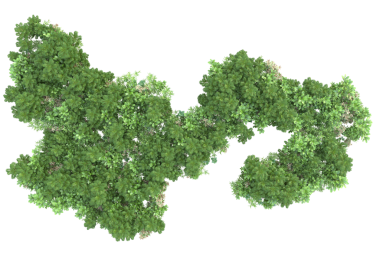 Yeşil ağaç. 3d illüstrasyon