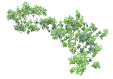 beyaz arkaplanda yeşil yapraklar.