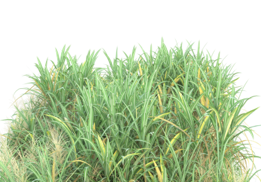 Kırpma yolu ve çimen olmayan beyaz arkaplanda izole edilmiş yeşil çimenler