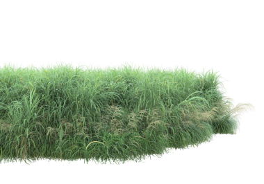 Beyaz arkaplanda izole edilmiş yeşil çimlerin 3 boyutlu görüntülenmesi