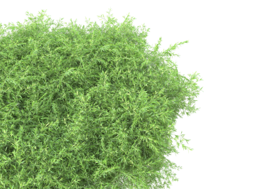 Yeşil çalı beyaz arka planda izole edilmiş. 3D illüstrasyon, 3D canlandırma.