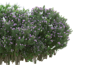 Beyaz arkaplanda izole edilmiş bir yeşil ağacın 3 boyutlu görüntülenmesi