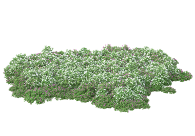 İzole edilmiş bir ağacın 3 boyutlu görüntülenmesi