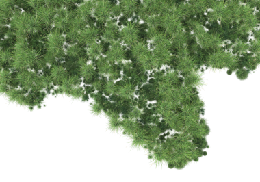 Beyaz arkaplanda izole edilmiş köknar ağacı dalları, üst görünüm