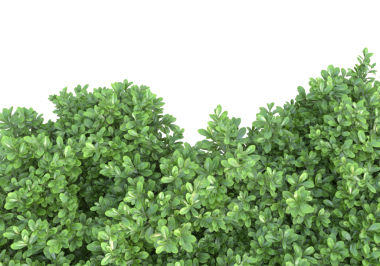 Siyah bir çalı üzerinde taze nane