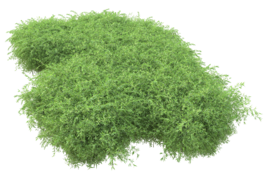 Beyaz arkaplanda yeşil çimen izole