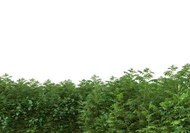 Beyaz arkaplanda yeşil çimen