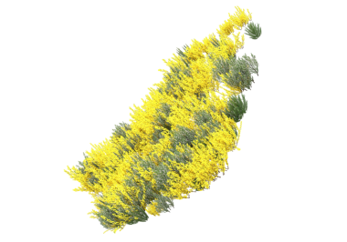 Siyah arka planda yeşil yapraklı Güney Kore haritası