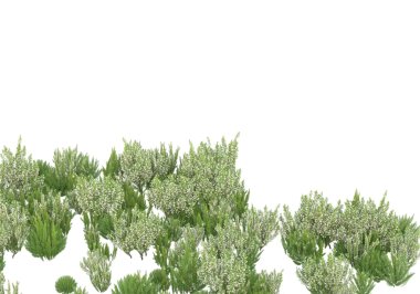 yalnız çam ağacı dalı