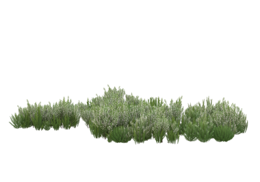 Siyah arka planda izole edilmiş yeşil bir bitkinin 3 boyutlu görüntülenmesi.