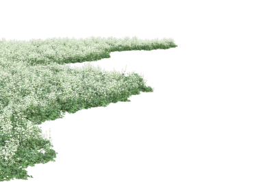 Beyaz arkaplanda yeşil yaprak izole edildi