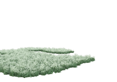 Beyaz arkaplanda izole edilmiş ağaç