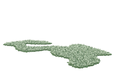 Beyaz arkaplanda yeşil yaprak izole edildi