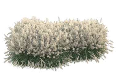 Koyu arkaplanda tüylü kürk ağacı