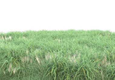 Beyaz arkaplanda izole edilmiş çimenler