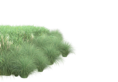 beyaz zemin üzerinde izole ot