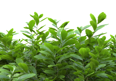 beyaz arkaplanda yeşil yapraklar izole