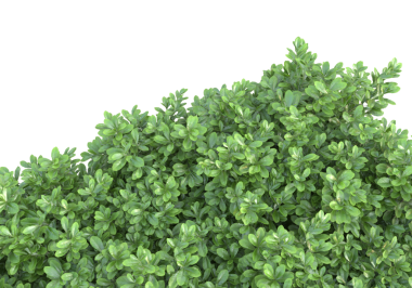 Siyah zemin üzerinde 3 boyutlu yeşil bitkilerin görüntülenmesi