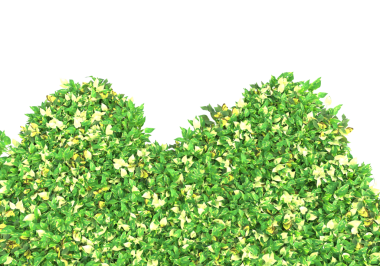 kopyalama alanı olan yeşil yapraklar