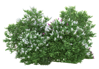 siyah zemin üzerine yeşil ağaç