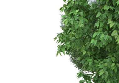 Beyaz arkaplanda yeşil sarmaşık