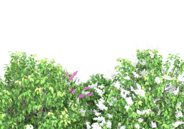 Beyaz arka planda ilkbaharda çalı çiçekleri