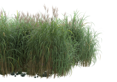 Beyaz arkaplanda izole edilmiş çimenler