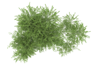 yeşil çimenler siyah üzerinde izole