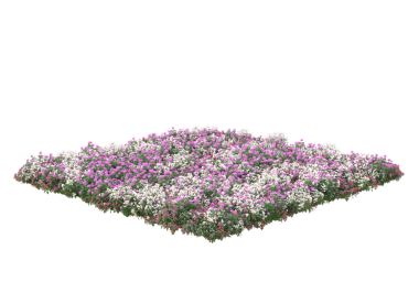 Beyaz arkaplanda izole edilmiş pembe çiçekler