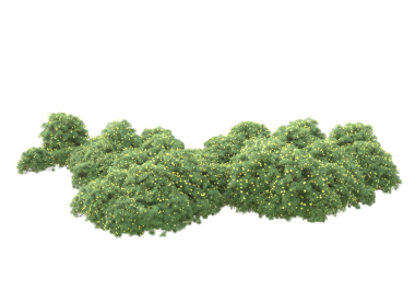 beyaz arkaplanda izole edilmiş yeşil ağaç