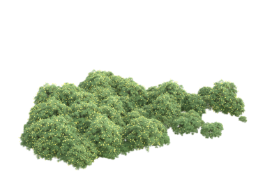 Beyaz arkaplanda yeşil yaprak