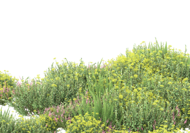 Siyah arkaplanda yeşil çimen