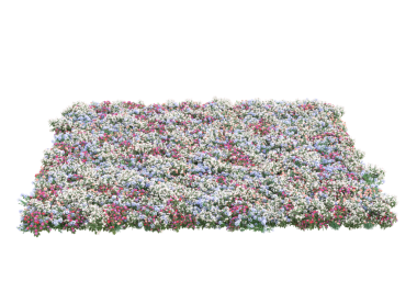 beyaz arkaplanda izole edilmiş çiçek