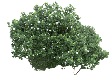 Siyah arka planda izole edilmiş beyaz bir çalılığın 3 boyutlu görüntüsü