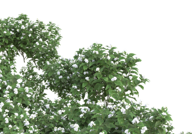 Siyah arka planda beyaz yasemin çiçekleri