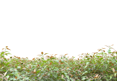 siyah bir arka plan üzerinde güzel yeşil yaprakları