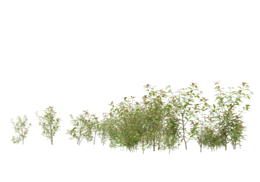 Beyaz arkaplanda izole edilmiş ağaç