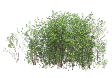 Beyaz arka planda izole ağaç dalları. 3d illüstrasyon