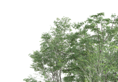 Beyaz arka plan üzerinde izole ağaç dalı