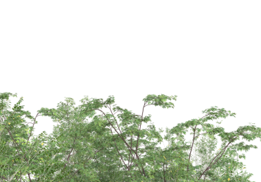 Ağaç dalları beyaz arkaplanda izole edilmiş