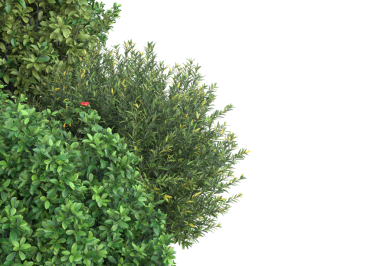 Güzel botanik fotoğrafı, doğal duvar kağıdı.