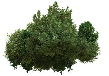 Beyaz arkaplanda yeşil çalı izole