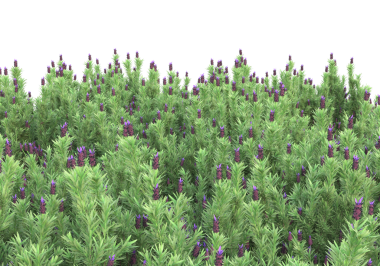 3D görüntüleme - mor kenevir bitkisi beyaz üzerine izole edildi