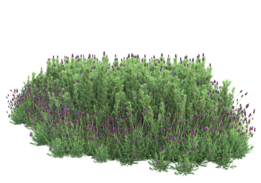 Beyaz arkaplanda 3 boyutlu lavanta çiçeği çizimi