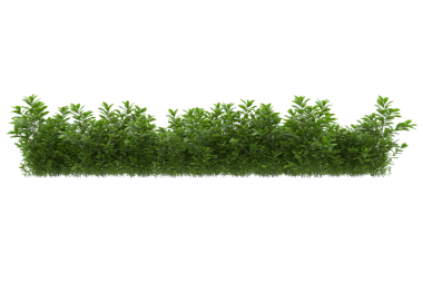 beyaz arkaplanda yeşil ağaç