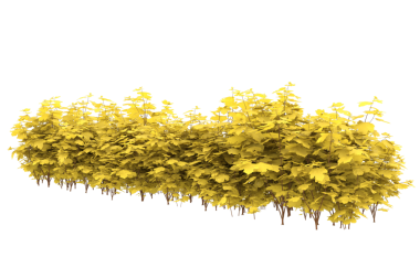 Sarı çalılık beyaz arka planda izole edilmiş. 3 boyutlu illüstrasyon - 3 boyutlu