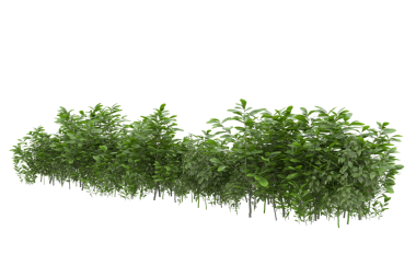 Ivy beyaz arkaplanda izole